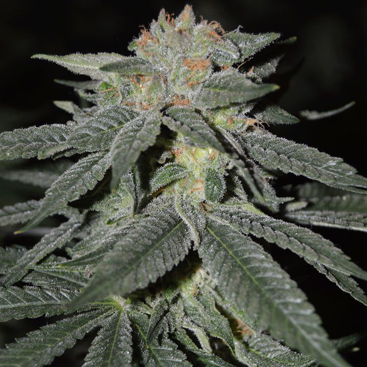 Dope Breeders - CREAM OF THE CROP Lemon Venom Image