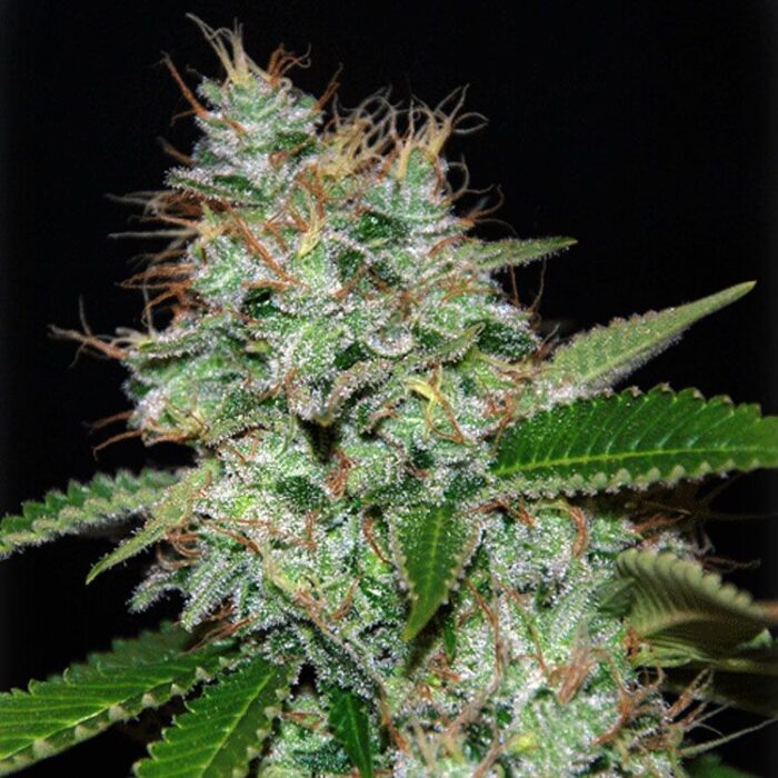 Dope Breeders - CREAM OF THE CROP Narcotherapy Auto Image