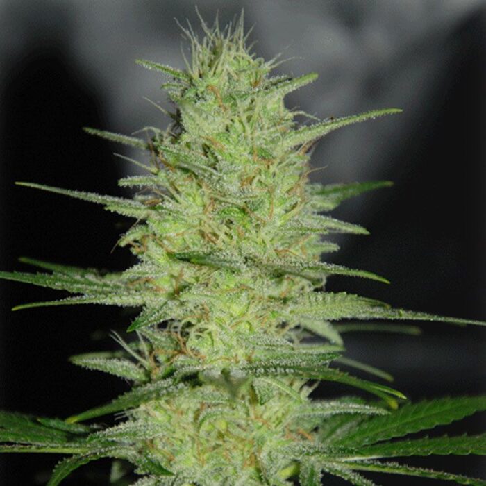 Dope Breeders - CREAM OF THE CROP Pretty Lights Image