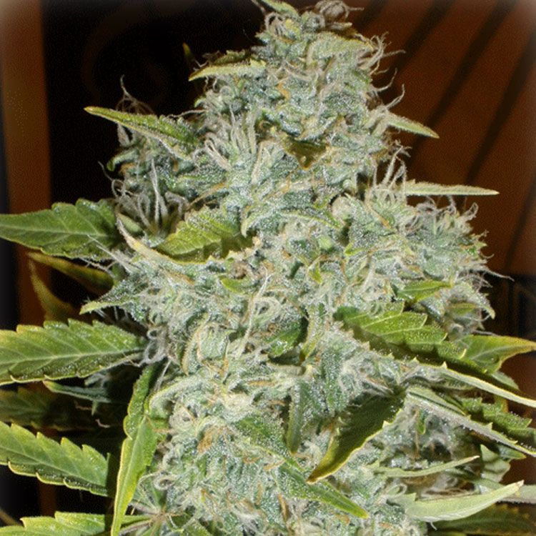 Dope Breeders - CREAM OF THE CROP Psychofruit Auto Image