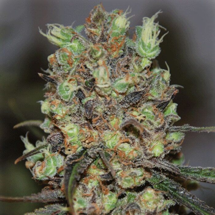 Dope Breeders - CREAM OF THE CROP Purple Paralysis Image