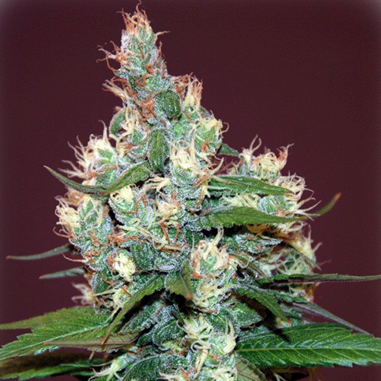 Dope Breeders - CREAM OF THE CROP Sour Turbo Diesel Image