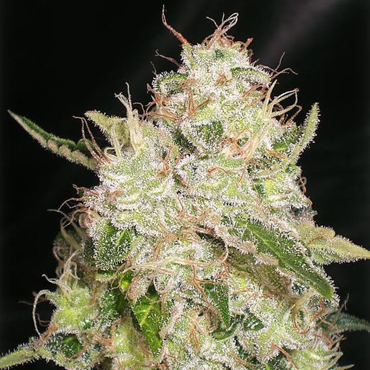 Dope Breeders - CREAM OF THE CROP White Chronic Image