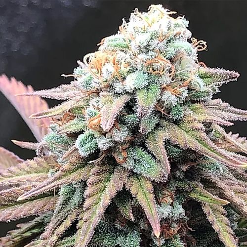 Dope Breeders - CRITICAL MASS COLLECTIVE Alien Masster Kush Image