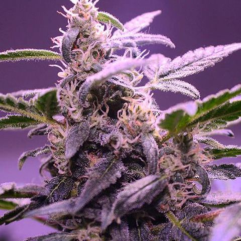 Dope Breeders - CRITICAL MASS COLLECTIVE Auto Mendo Mass Image