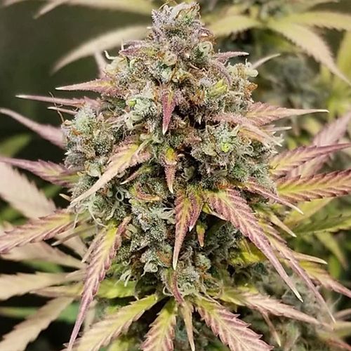 Dope Breeders - CRITICAL MASS COLLECTIVE Auto Monster Breath Image