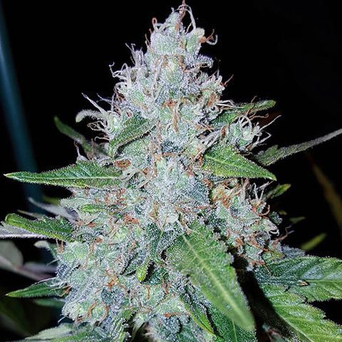 Dope Breeders - CRITICAL MASS COLLECTIVE Auto Monster Mass Image