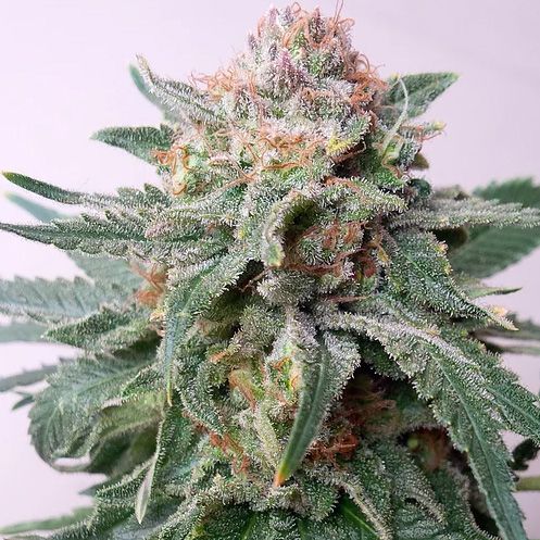 Dope Breeders - CRITICAL MASS COLLECTIVE Auto Purple Skunk Image