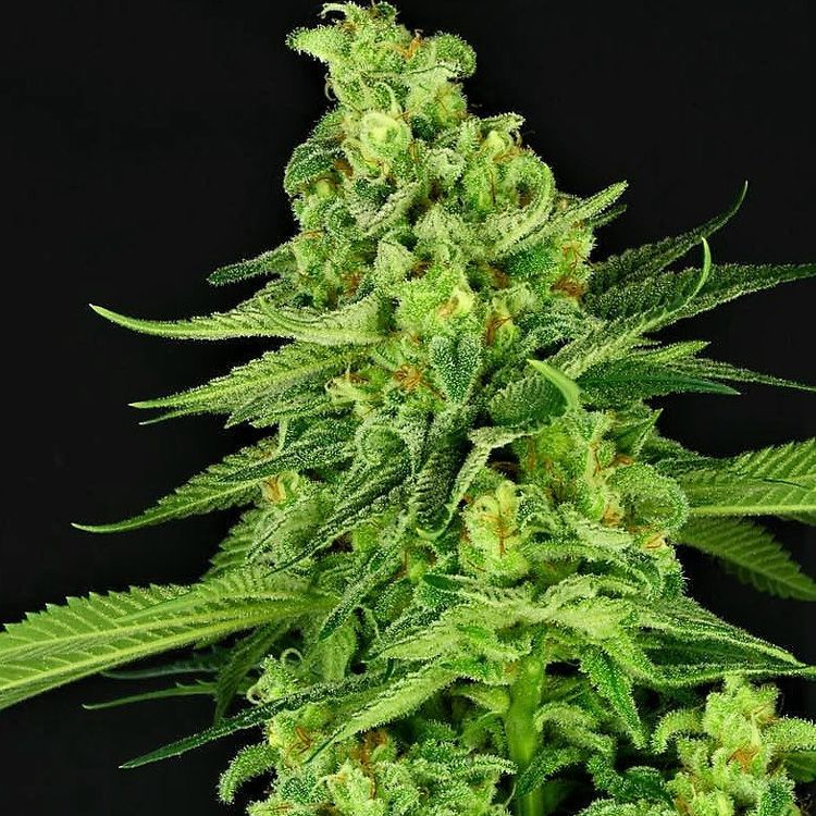 Dope Breeders - CRITICAL MASS COLLECTIVE Auto Super Mutant Mass Image