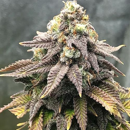 Dope Breeders - CRITICAL MASS COLLECTIVE Cali Mango Mass Image