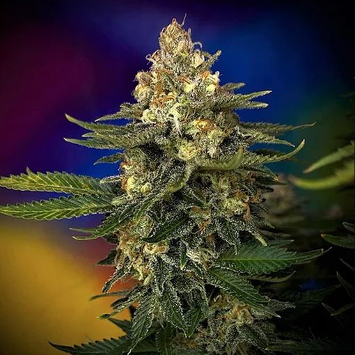 Dope Breeders - CRITICAL MASS COLLECTIVE Megaton Mass Image