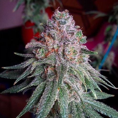 Dope Breeders - CRITICAL MASS COLLECTIVE Purple Dawg Mass Image