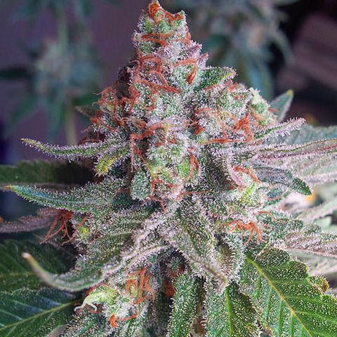 Dope Breeders - CRITICAL MASS COLLECTIVE Purple Skunk Mass Image