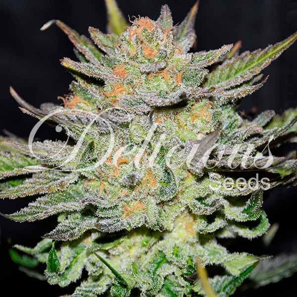 Dope Breeders - DELICIOUS SEEDS Auto Blue Ace CBD Image