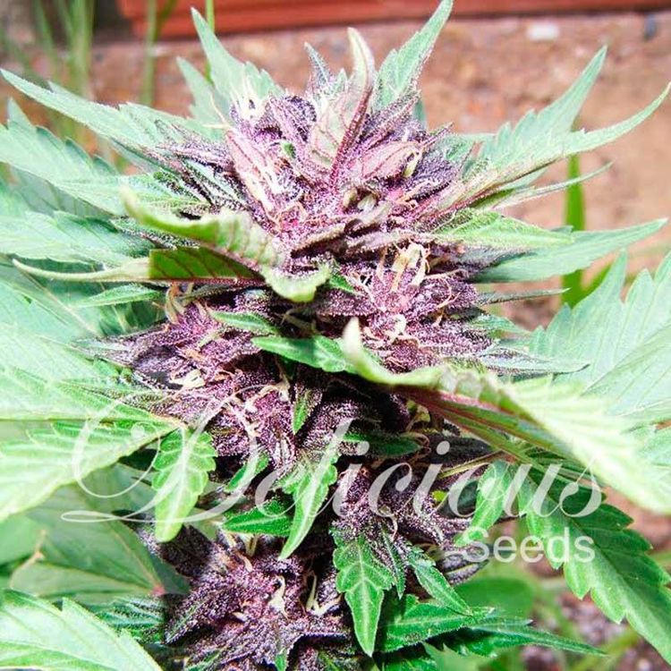 Dope Breeders - DELICIOUS SEEDS Auto Dark Purple Image