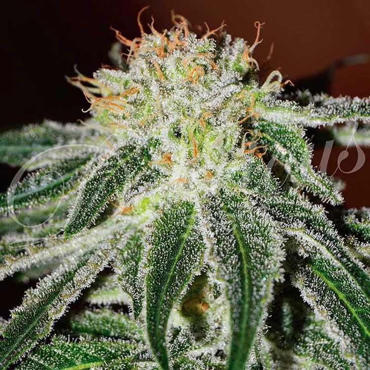 Dope Breeders - DELICIOUS SEEDS Black Russian Image