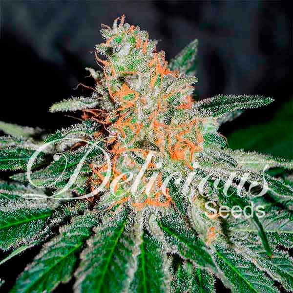 Dope Breeders - DELICIOUS SEEDS CBD Jam Image