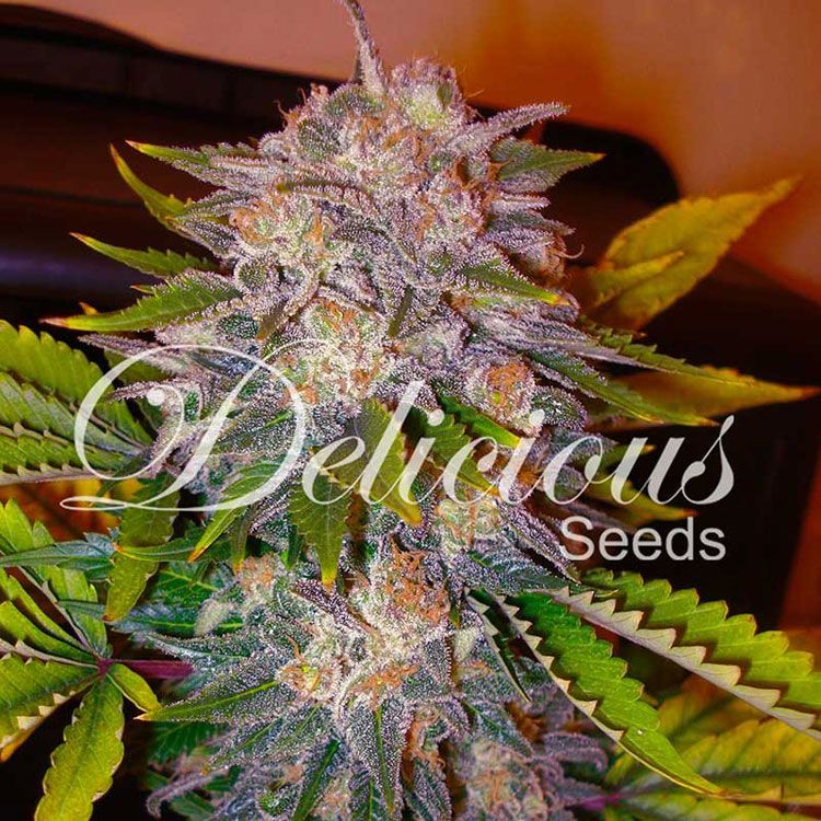 Dope Breeders - DELICIOUS SEEDS Caramelo Image