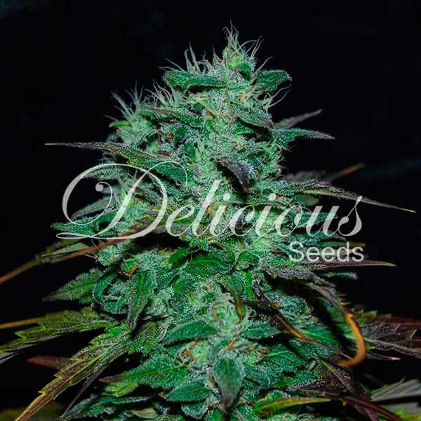 Dope Breeders - DELICIOUS SEEDS Chocobang Image