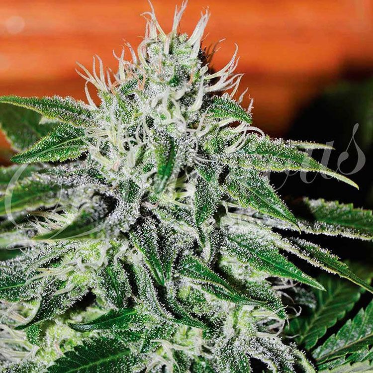 Dope Breeders - DELICIOUS SEEDS Critical Jack Herer Image