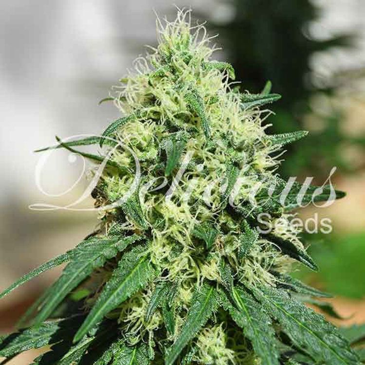 Dope Breeders - DELICIOUS SEEDS Critical Kali Mist Image