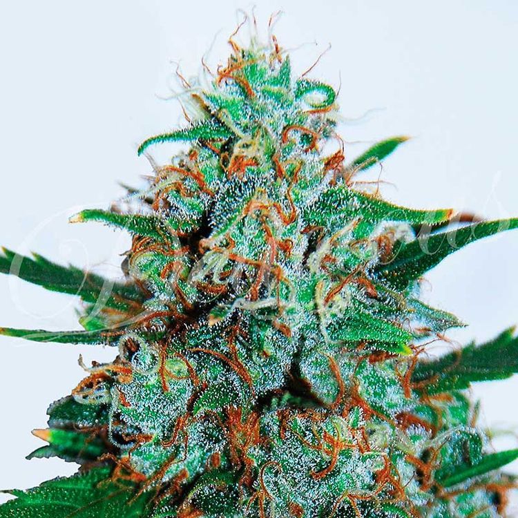 Dope Breeders - DELICIOUS SEEDS Critical Neville Haze Auto Image