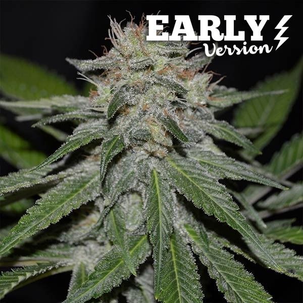 Dope Breeders - DELICIOUS SEEDS Critical Nevilles Haze Early Version Image