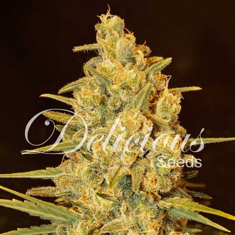 Dope Breeders - DELICIOUS SEEDS Critical Sensi Star Image