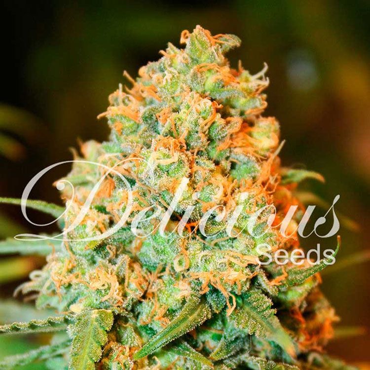 Dope Breeders - DELICIOUS SEEDS Critical Super Silver Haze Image