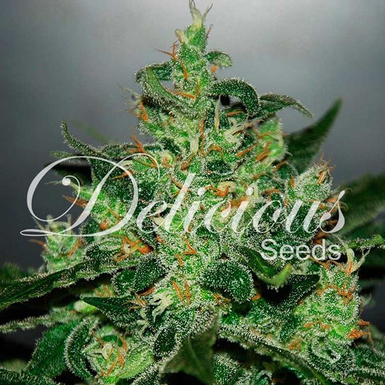 Dope Breeders - DELICIOUS SEEDS Critical x Jack Herer Auto Image