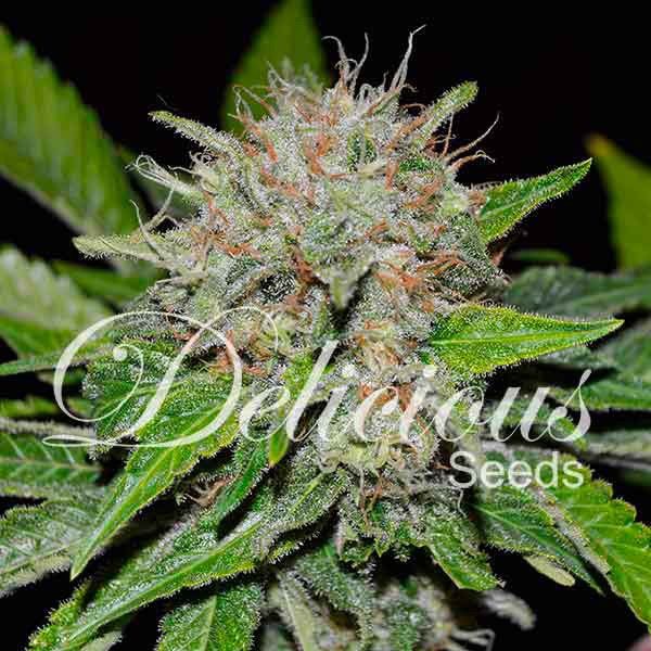 Dope Breeders - DELICIOUS SEEDS Deep Mandarine Image