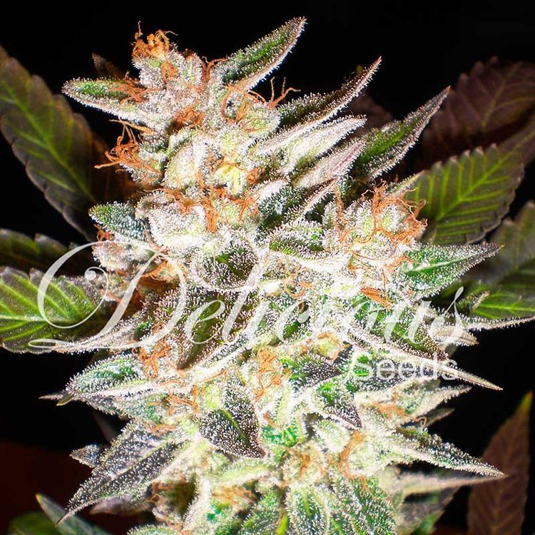 Dope Breeders - DELICIOUS SEEDS Delicious Candy Auto Image