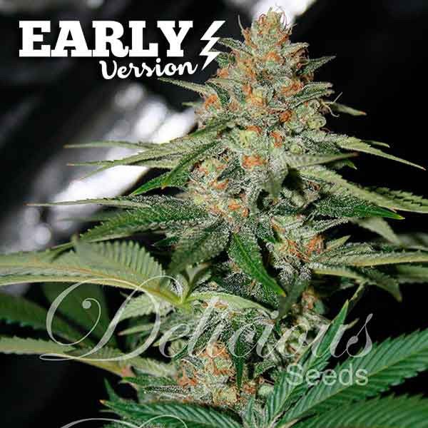 Dope Breeders - DELICIOUS SEEDS Delicious Candy Early V Image