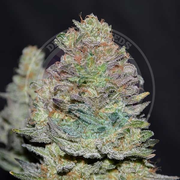 Dope Breeders - DELICIOUS SEEDS Delicious Cookies Auto Image