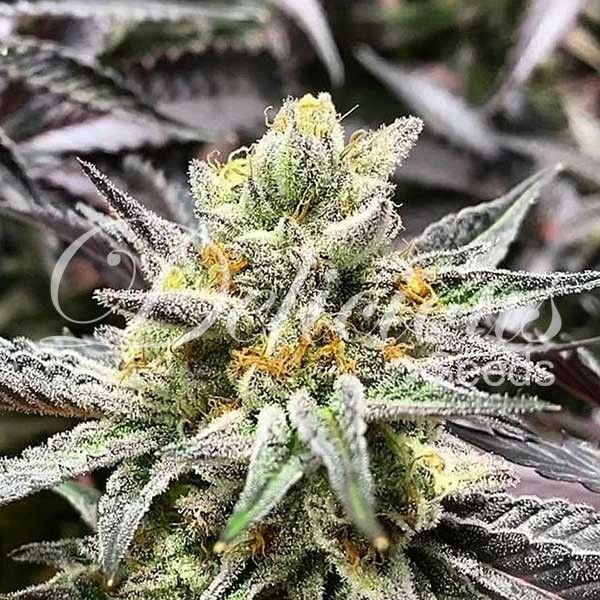 Dope Breeders - DELICIOUS SEEDS Delicious Cookies Image