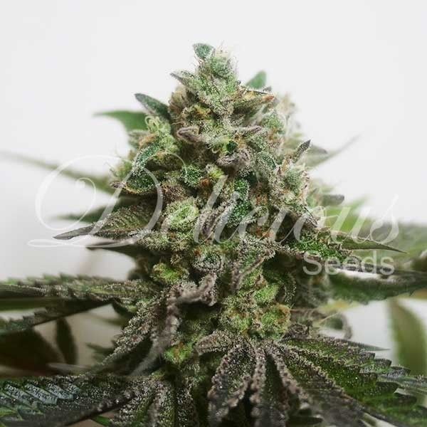 Dope Breeders - DELICIOUS SEEDS Delimed CBD Plus Image