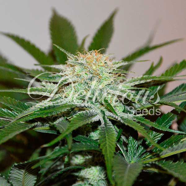 Dope Breeders - DELICIOUS SEEDS Descojack Image