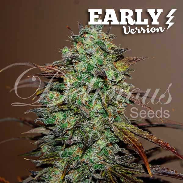 Dope Breeders - DELICIOUS SEEDS Eleven Roses Early Version Image