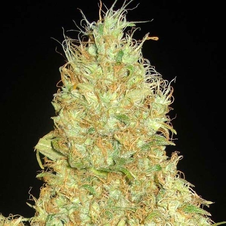 Dope Breeders - DELICIOUS SEEDS Fruity Chronic Juice Image