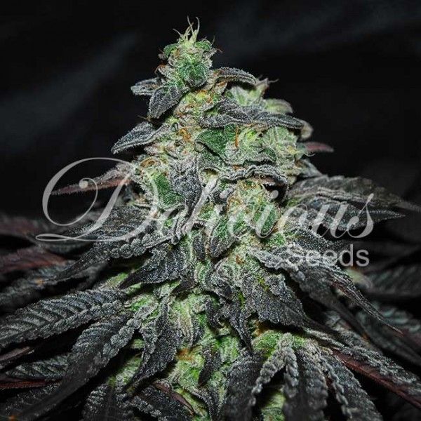 Dope Breeders - DELICIOUS SEEDS Golosa Image