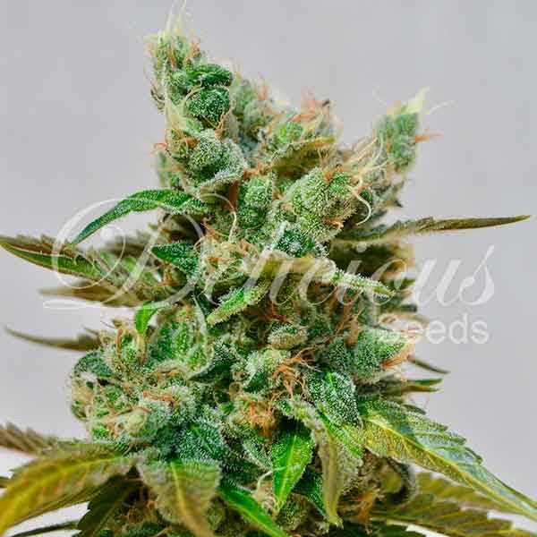 Dope Breeders - DELICIOUS SEEDS Honey Bells Image