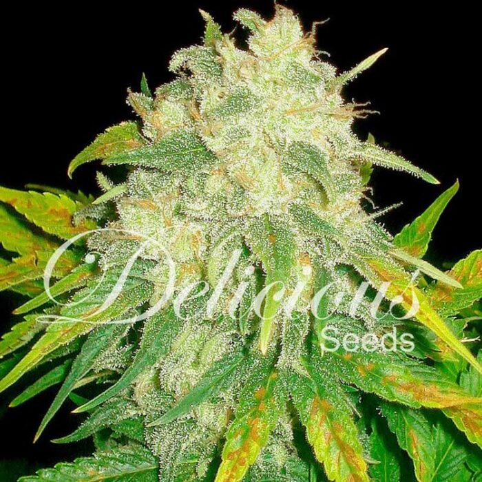 Dope Breeders - DELICIOUS SEEDS Il Diavolo Image