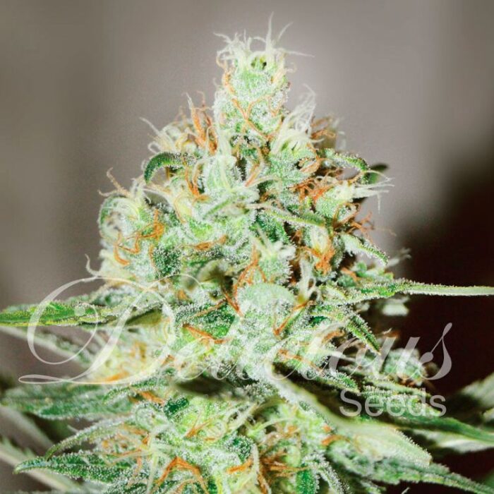 Dope Breeders - DELICIOUS SEEDS Jagg Kush Image