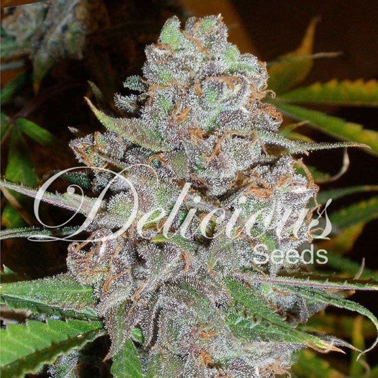 Dope Breeders - DELICIOUS SEEDS La Diva Image