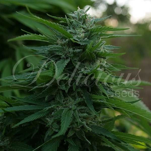 Dope Breeders - DELICIOUS SEEDS Lord Kush Image