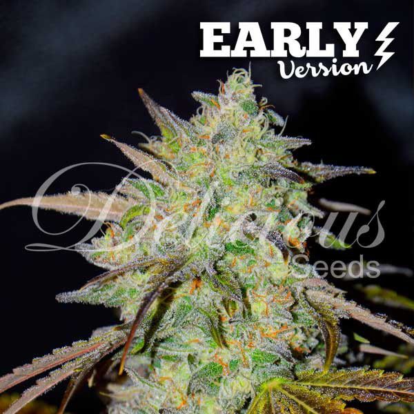 Dope Breeders - DELICIOUS SEEDS Marmalate Early V Image