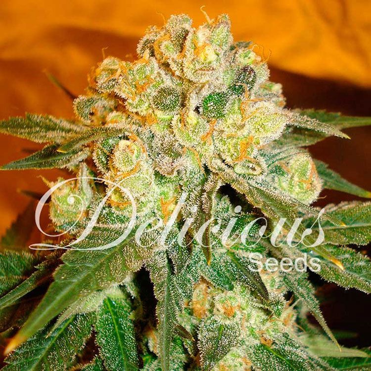 Dope Breeders - DELICIOUS SEEDS Marmalate Image