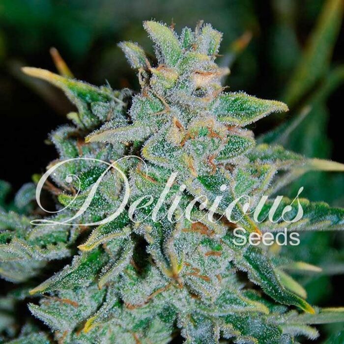 Dope Breeders - DELICIOUS SEEDS Northern Light Blue Auto Image