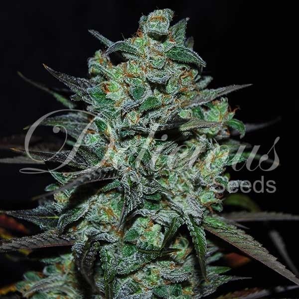 Dope Breeders - DELICIOUS SEEDS Northern Light Blue THC-Free Image