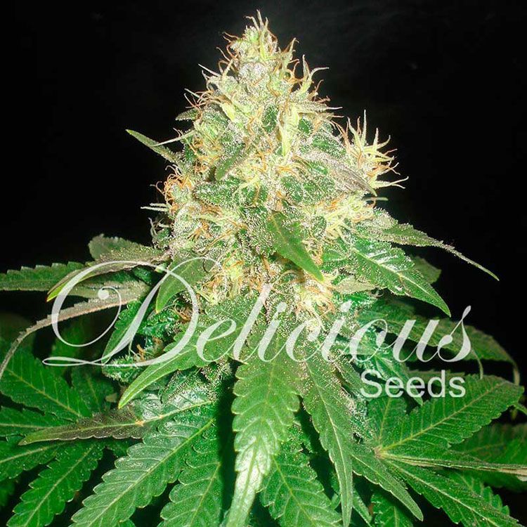 Dope Breeders - DELICIOUS SEEDS Northern Light Blue Image